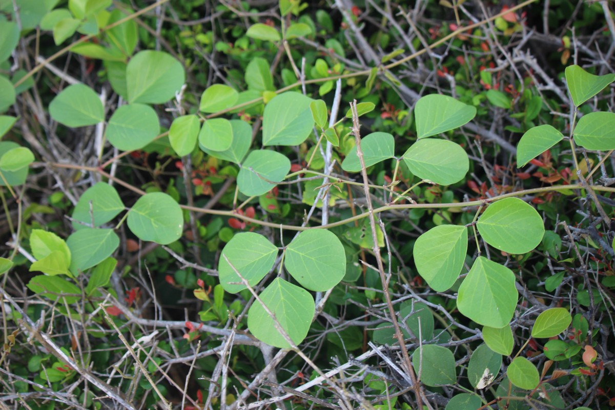 Canavalia rosea (Sw.) DC.